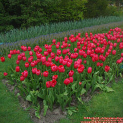 tulipany (16)